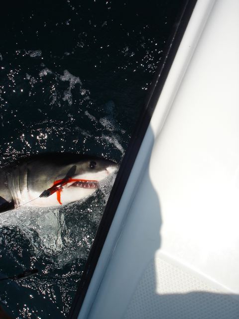A shark on a fly rod? That's right — a shark on a fly rod