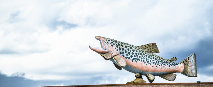 A large roof-top brown trout.
