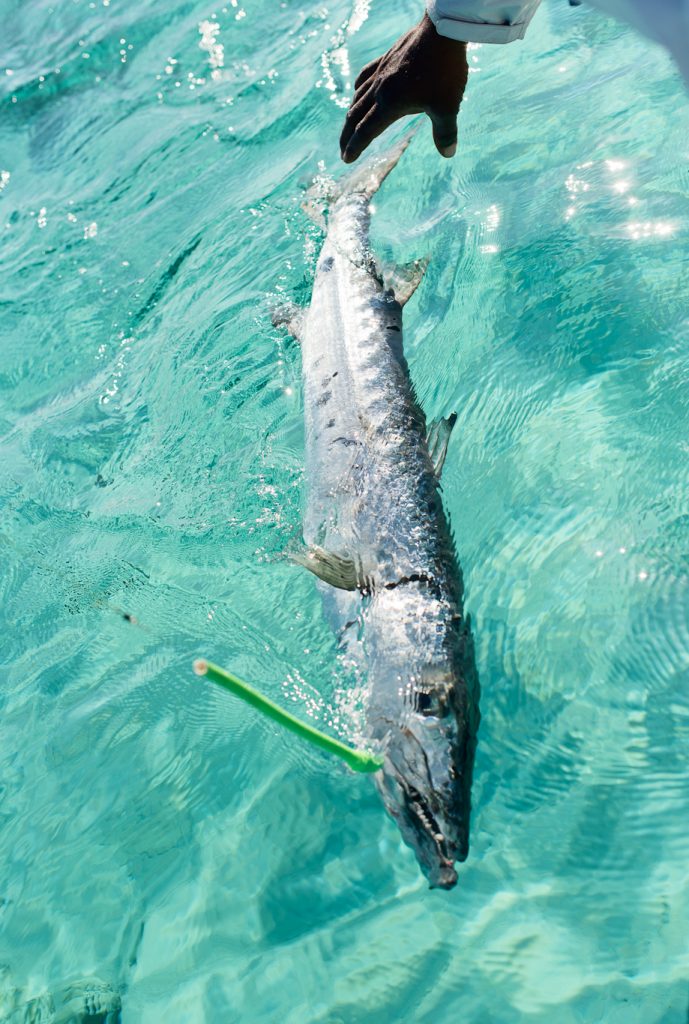 Barracuda, bahamas, South Andros, Flyfishing