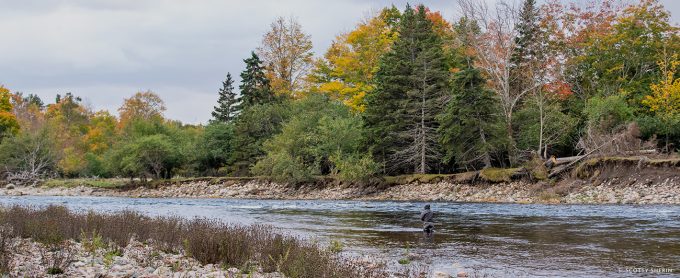 Kate Sherin manages a swing among fall colors on Nova Scotia’s Margaree River. Photo: Scotty Sherin