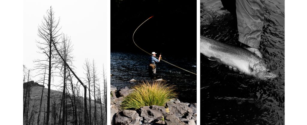 A photo triptych of a burned, broken tree, a man casting a spey rod, and a steelhead