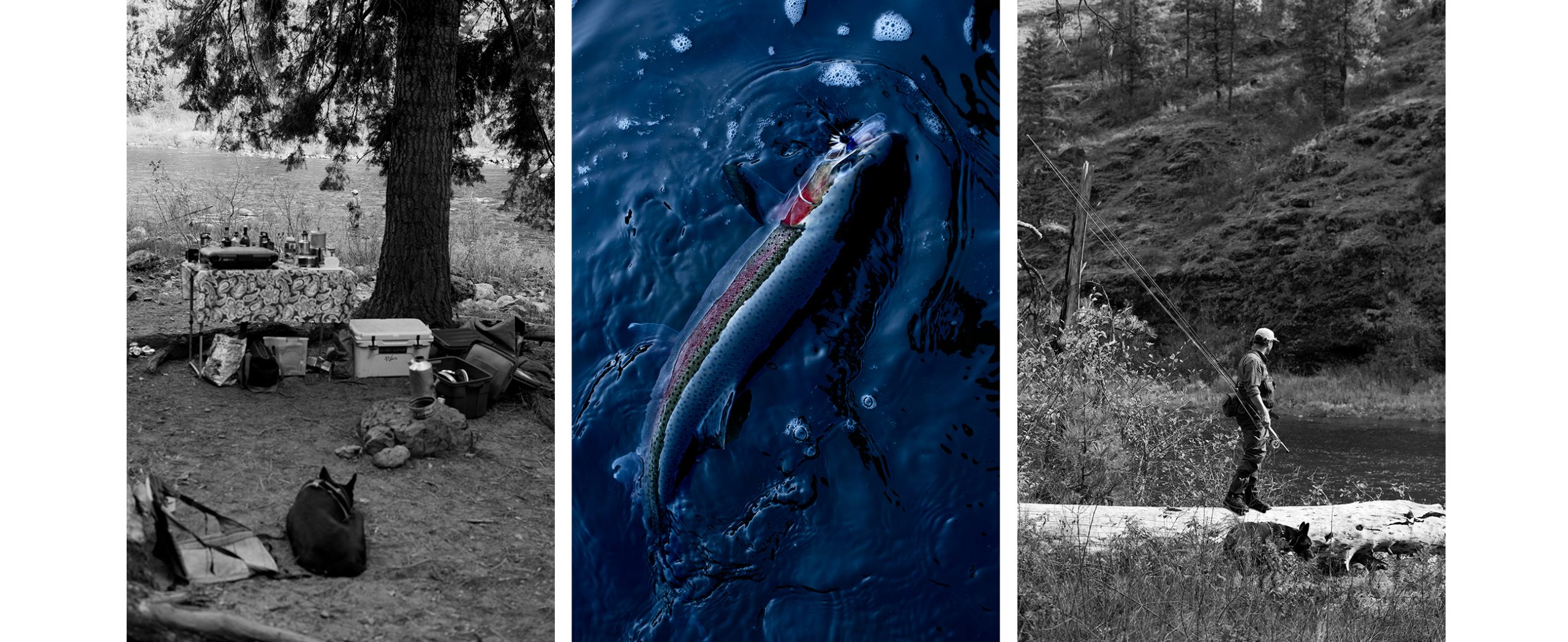 A photo triptych of a campsite, a steelhead, and a man standing on a log looking at a river