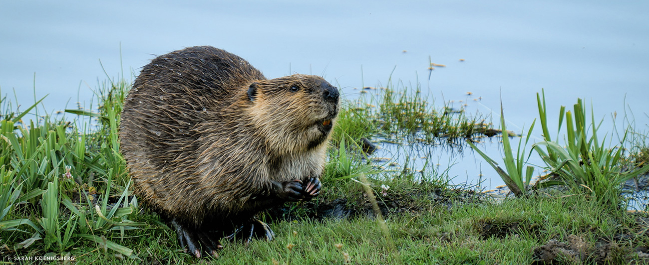 A yearling beaver pauses while eating pondside grasses.