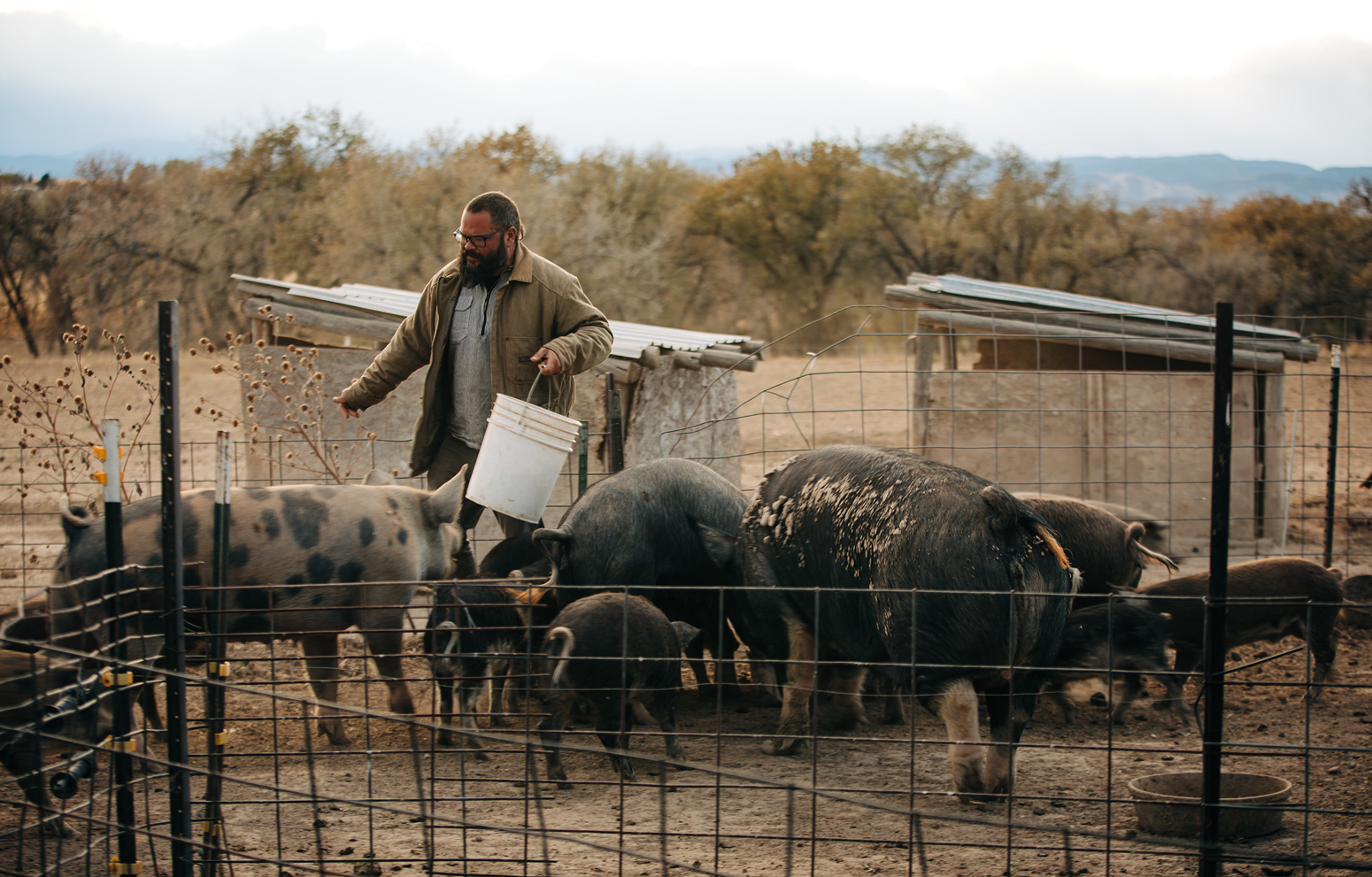 Johnson does some real life pig farming on the Colorado Front Range, 2019. Photo: Justin Carfagnini