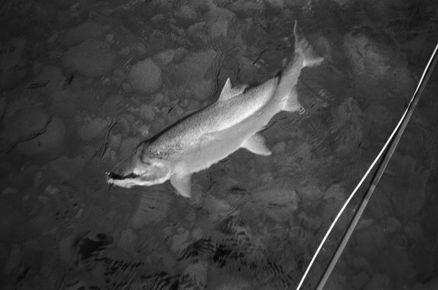 The best camera is the one you have with you. In this case it was a bright yellow waterproof point-and-shoot Minolta, scored on Craigslist. It’s small enough to keep in a wader pocket, and dummy-proof due to being a point-and-shoot. What’s not dummy-proof are steelhead anglers, fishing the same run over and over and over until, somehow, a fish happens to be there, crushes your fly and makes it all worthwhile. Photo: Copi Vojta