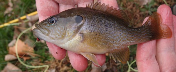 A green sunfish in an anglers hands